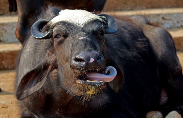 varanasi licking his chops